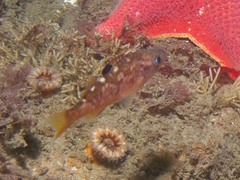Sebastes serranoides