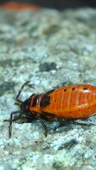 Pyrrhocoris apterus