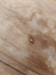 Dysdercus bimaculatus