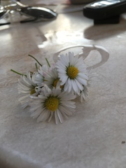 Bellis perennis