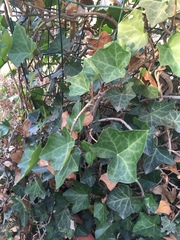 Hedera helix