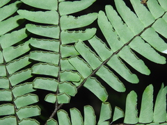 Adiantum decoratum