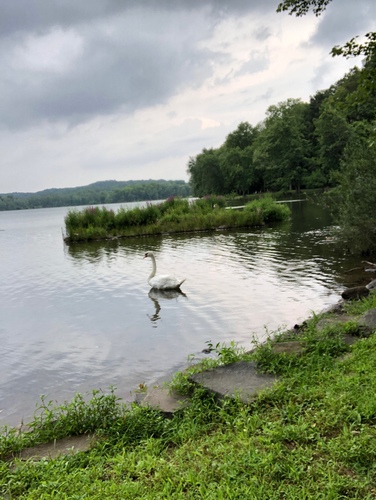 photo of Mute Swan (Cygnus olor)