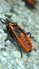 Pyrrhocoris apterus