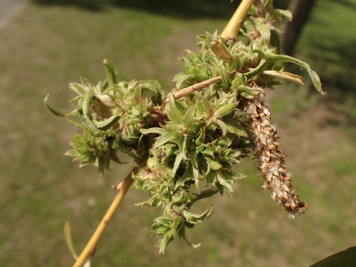 Stenacis triradiata nuotrauka