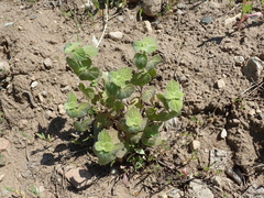 Ballota nigra