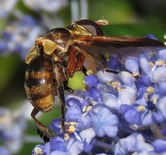 Trichopoda