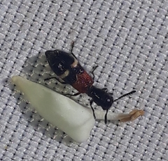 Tilloidea unifasciata