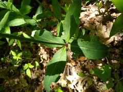 Silene stellata