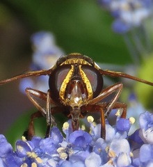 Trichopoda