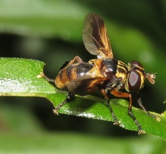 Trichopoda
