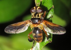 Trichopoda