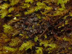 Scytinium dactylinum