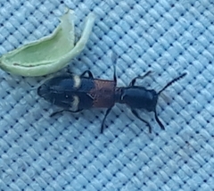 Tilloidea unifasciata