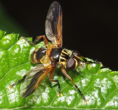 Trichopoda