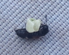 Tilloidea unifasciata