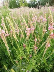 Onobrychis viciifolia