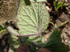Ballota nigra