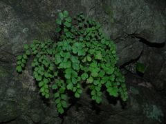 Adiantum fragile