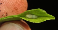 Pegomya hyoscyami group
