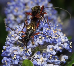 Neobellamira delicata