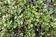 Muehlenbeckia complexa complexa
