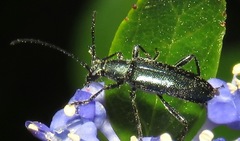Grammoptera