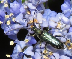 Grammoptera