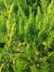 Asparagus prostratus
