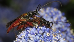 Neobellamira delicata