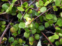 Muehlenbeckia complexa complexa