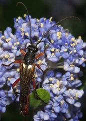 Neobellamira delicata