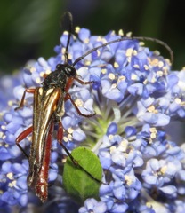 Neobellamira delicata