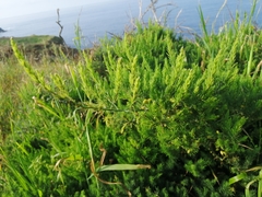 Asparagus prostratus