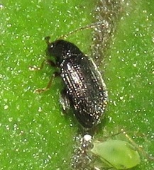 Epitrix tuberis