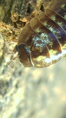 Armadillidium vulgare
