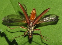 Stenocorus