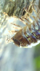 Armadillidium vulgare