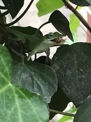 Anolis carolinensis