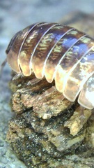 Armadillidium vulgare