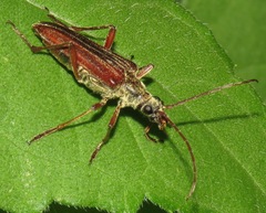 Stenocorus