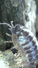 Armadillidium vulgare