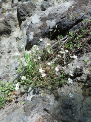 Minuartia hirsuta