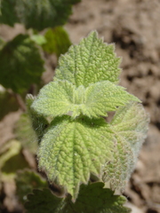 Ballota nigra