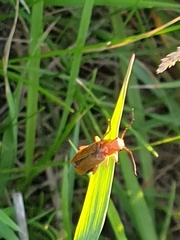 Cantharis rufa