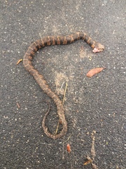 Nerodia sipedon williamengelsi