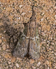 Alpheioides parvulalis