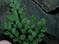 Adiantum fragile