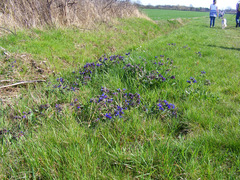 Pulmonaria longifolia
