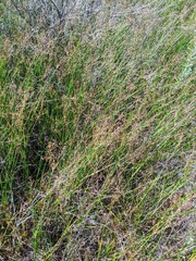 Juncus dubius